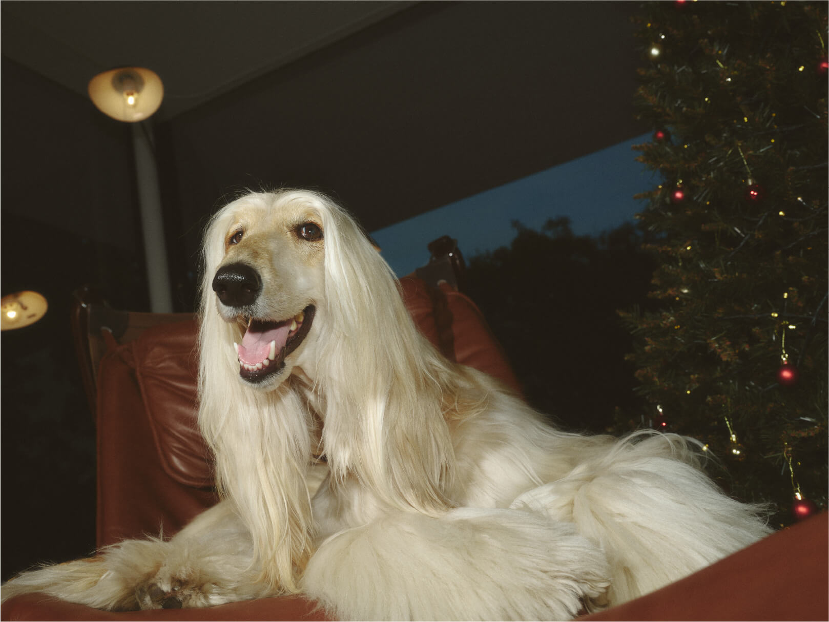 クリスマス雰囲気の家で赤いソファーに座ってる犬